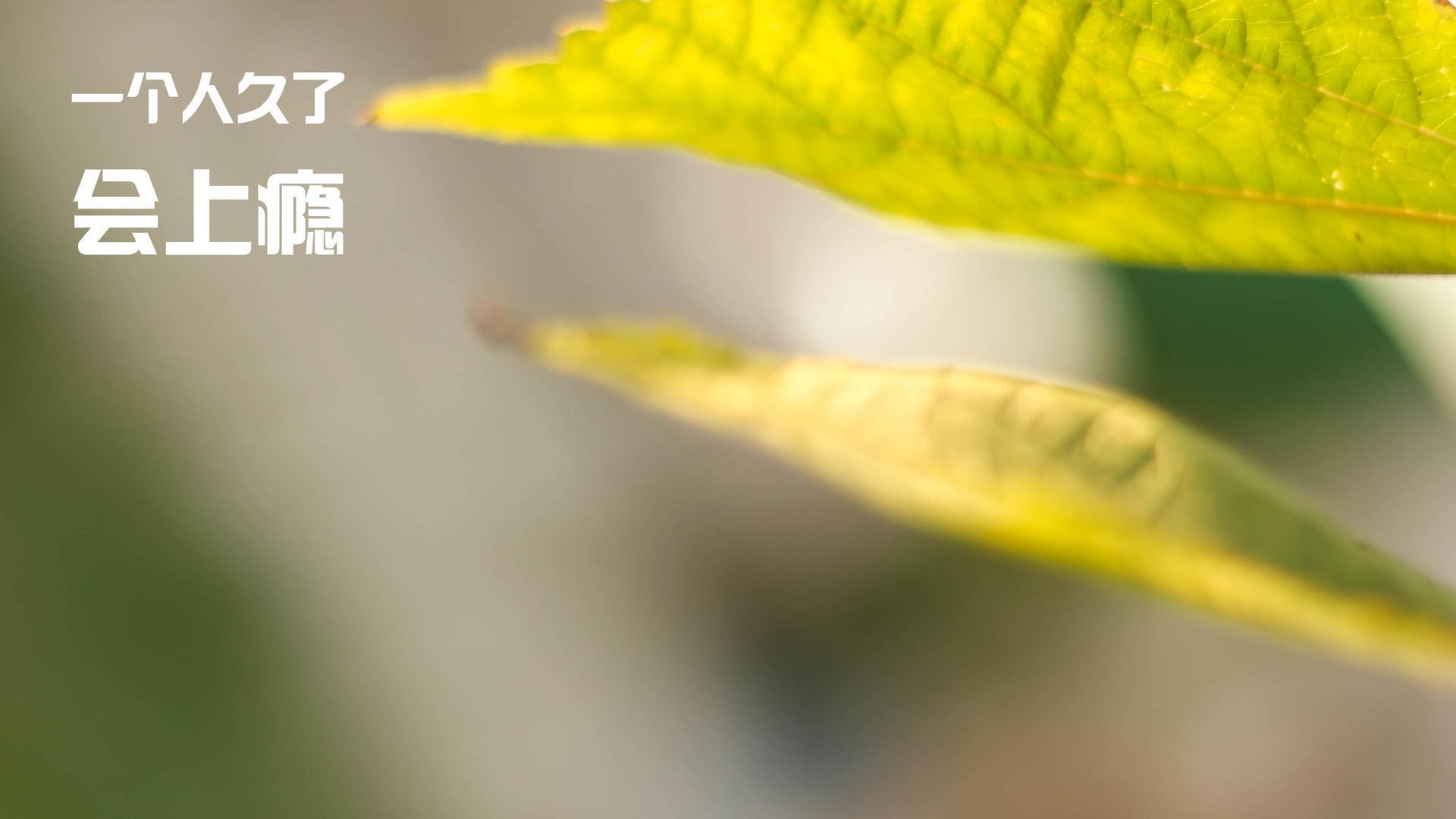 金色皮球的两次飞行,从凤凰城绝杀到世界篮坛新王的登基