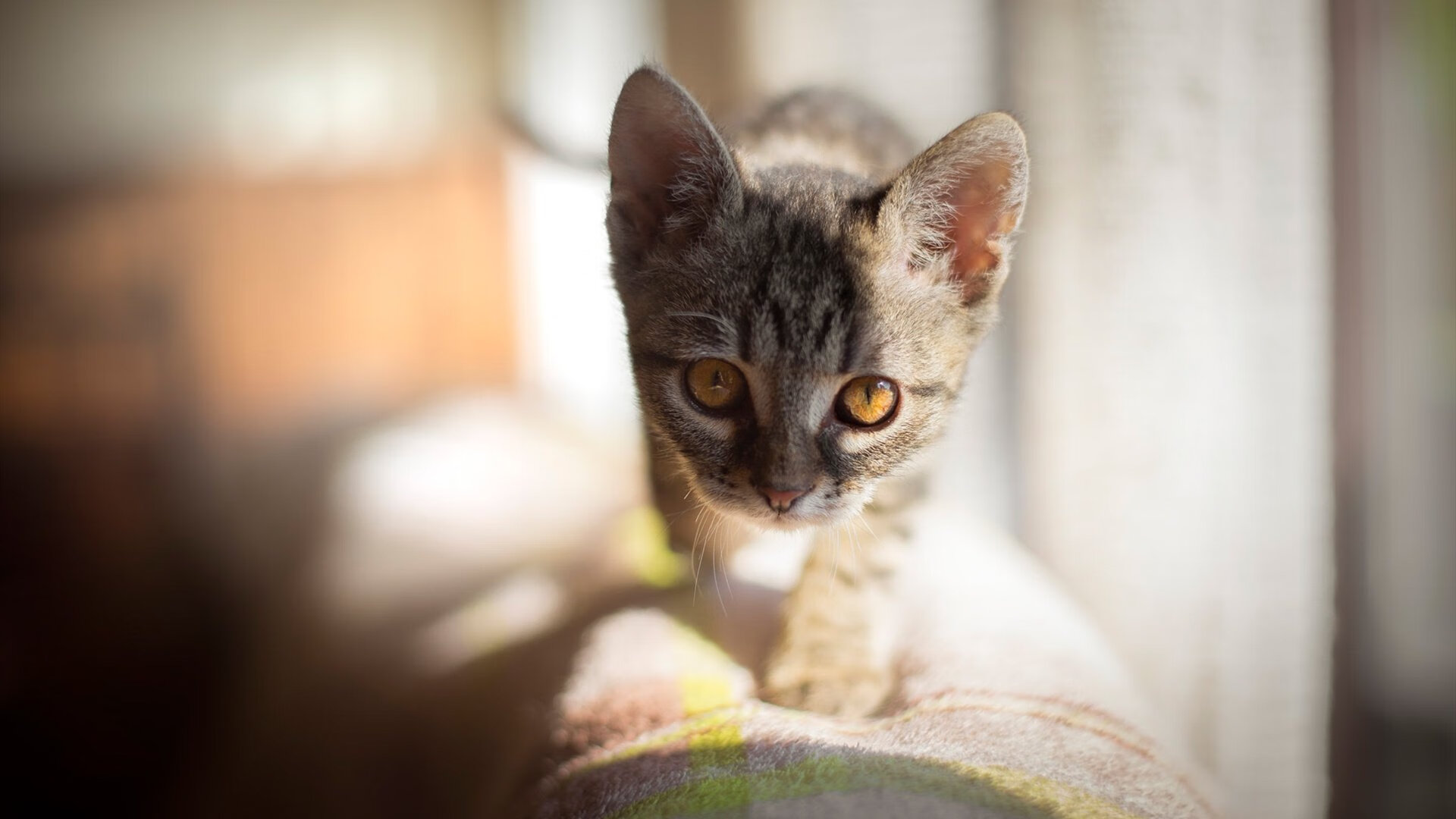 雪山雄鹰踏碎盐湖城，生死战之夜，吉林铸就冰与火传说