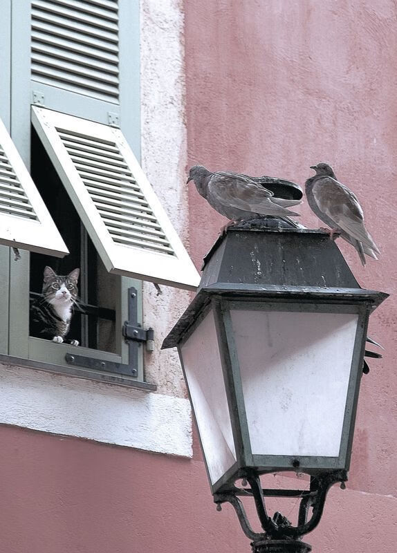 救赎者的终场哨,当鹈鹕啄破快船,福克斯于故地重生