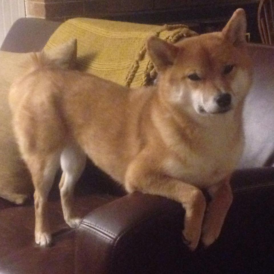 开云体育在线-平行宇宙的哨响，当深圳的凯歌遇见西德的余音