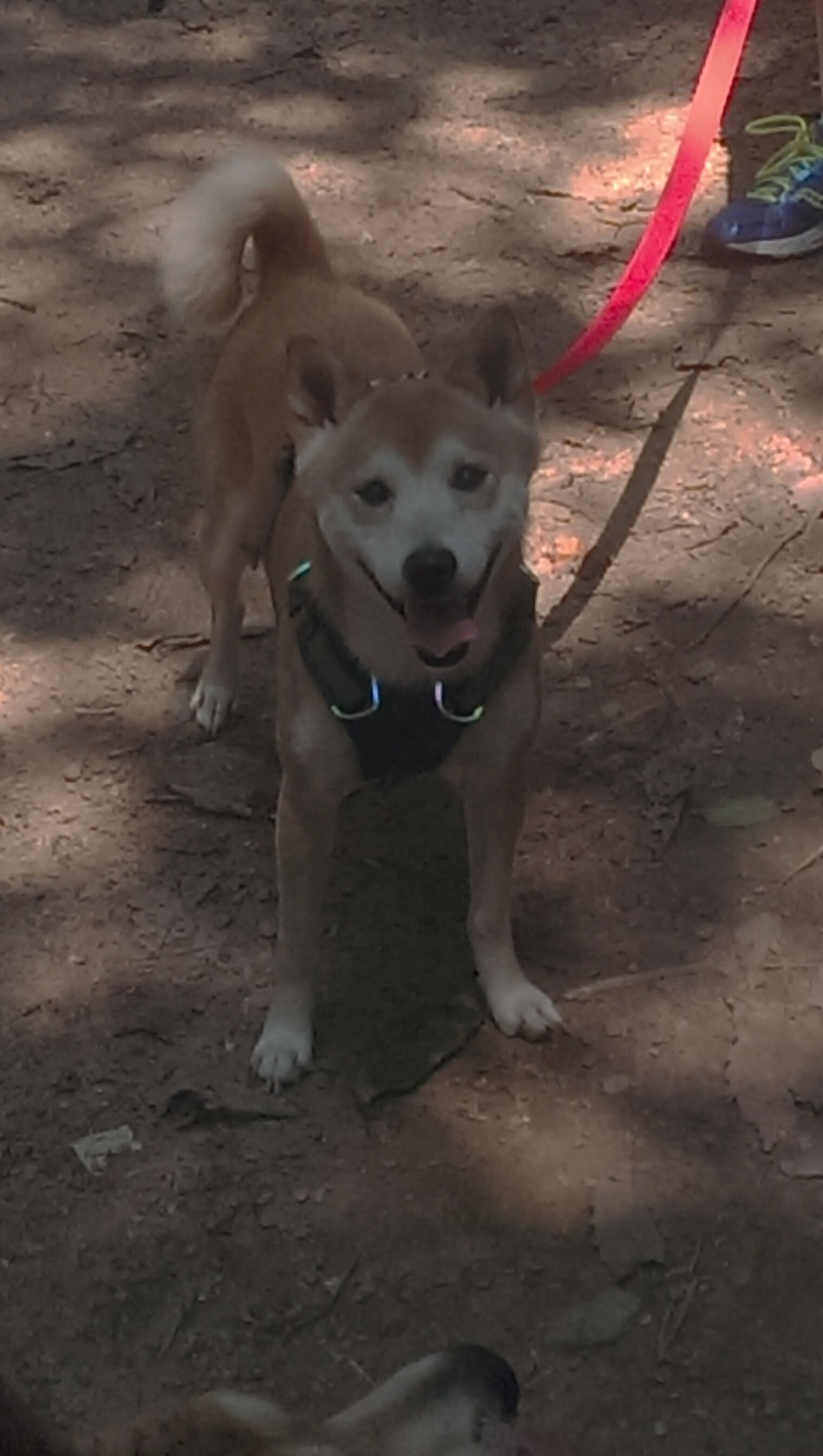 开云体育登录-内线长城碾碎三分箭雨！武切维奇擎天柱式表现，山西强压太阳夺关键胜局