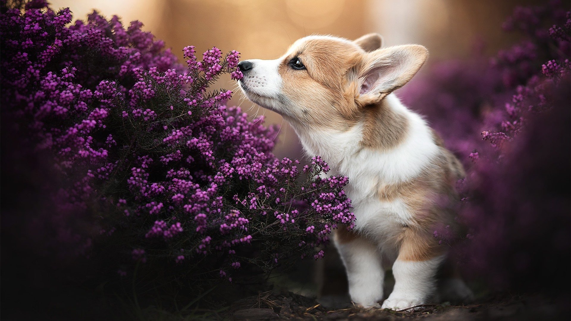 开云体育中国-唯一性的慈善之夜，格纳布里关键先生助乌克兰压制阿尔及利亚
