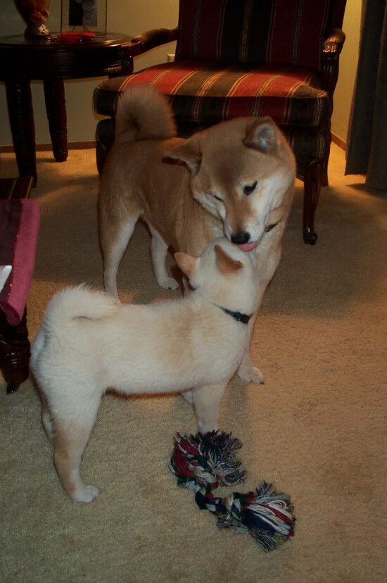 开云体育在线-历史性的完胜，荷兰全攻全守足球的完美复兴，哈兰德极限演出难救主