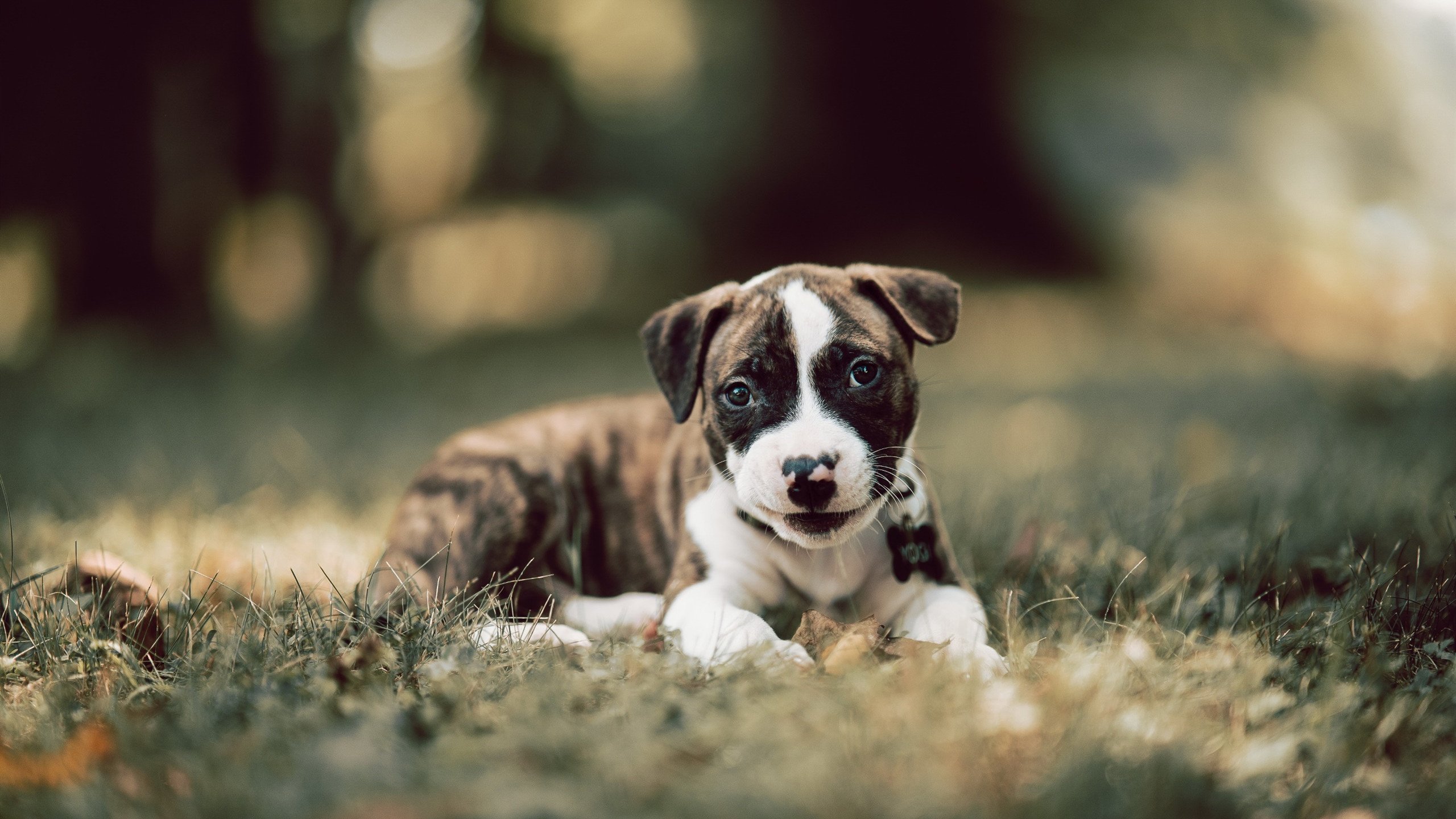 蛇链相搏，那不勒斯的铁幕与迪马利亚的刀锋