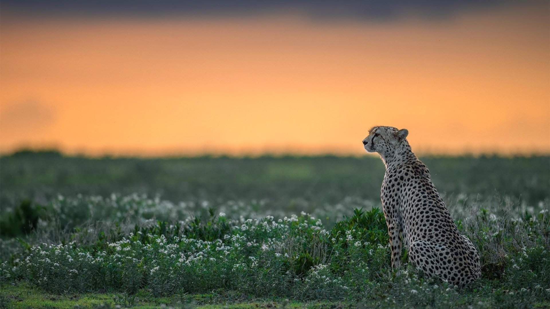 开云体育平台APP-烈焰与惊雷，米切尔的爆发之夜，猛龙压哨绝杀书写新章