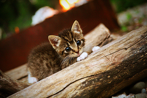 当高原猛兽遇见三晋雄师,杰伦·格林用一把钥匙打开两把锁