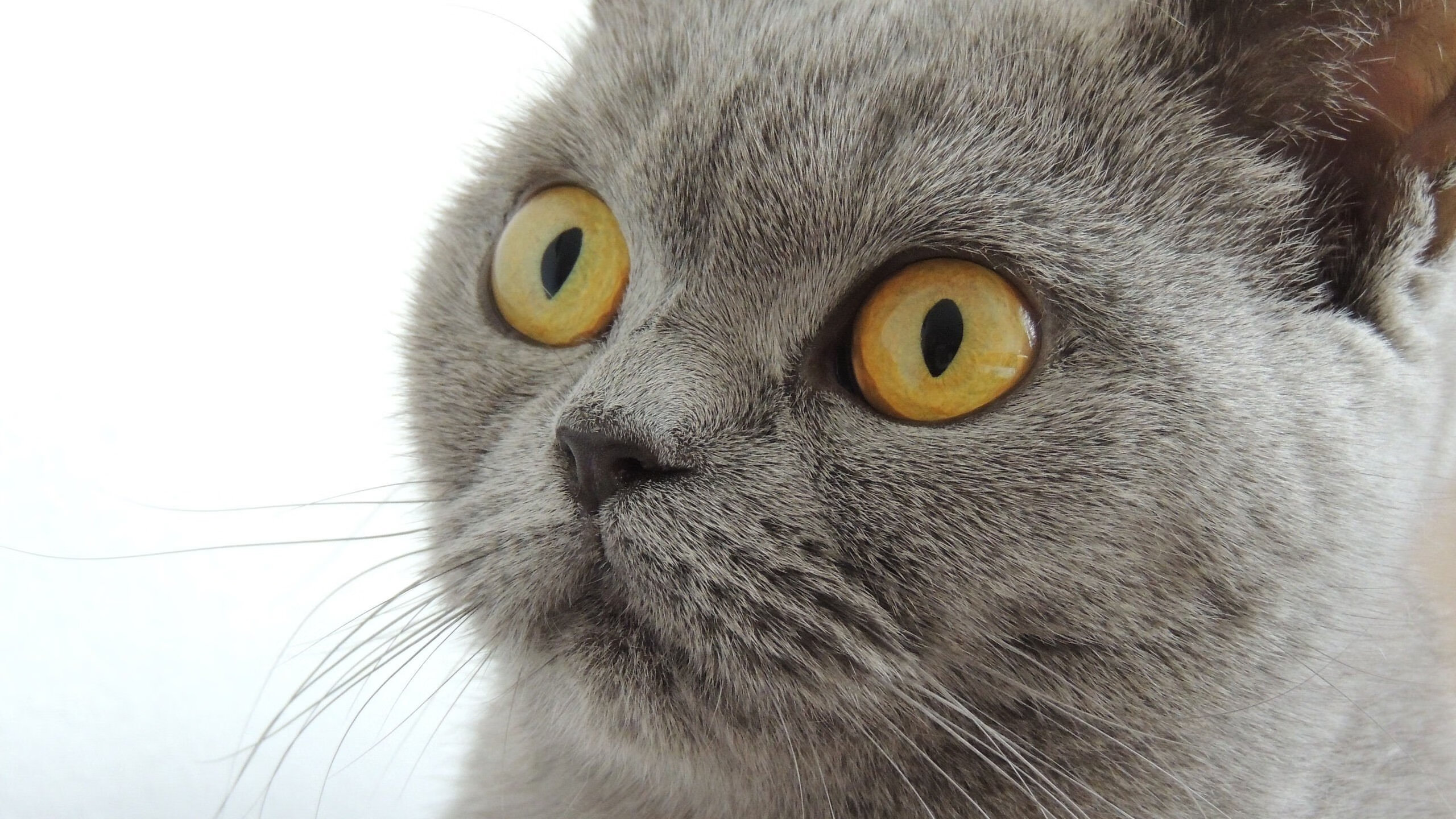 曼彻斯特到西非的彩虹，拉什福德一箭穿心，定义双重血脉的制胜之夜