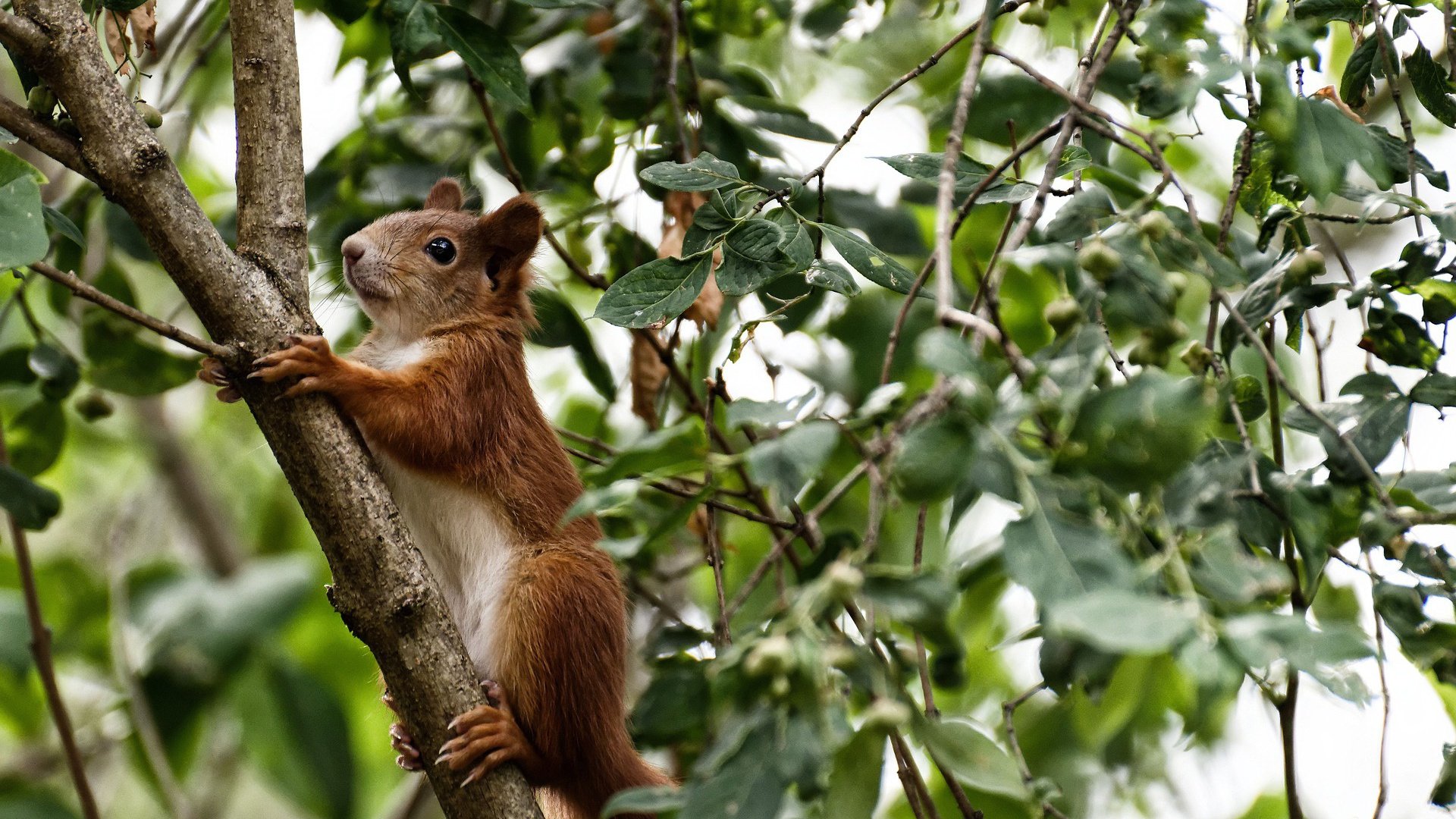 开云体育入口-少年卡马文加的欧冠舞台，当利物浦的钢铁洪流遭遇国际米兰的艺术风暴