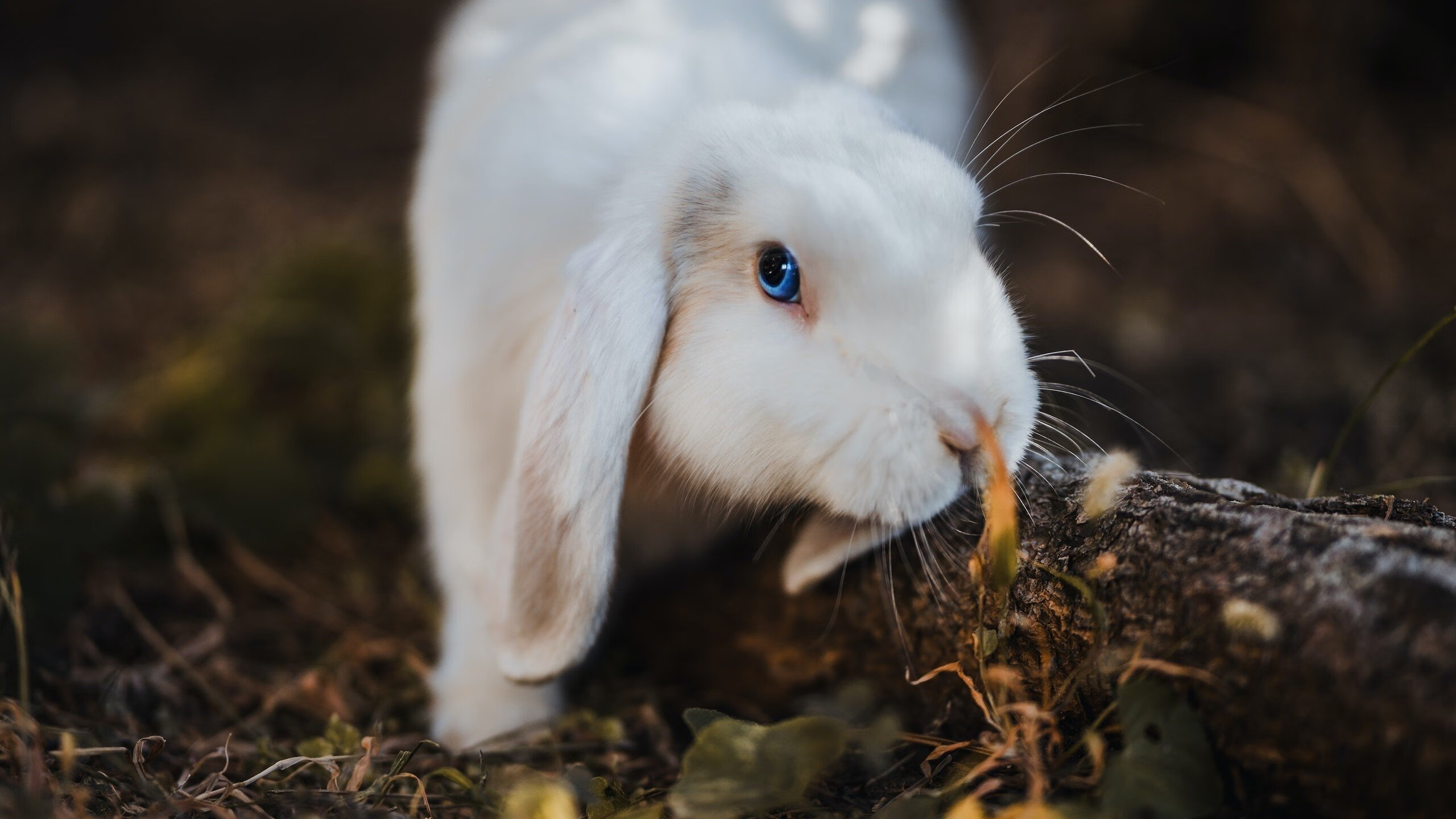 王座易主之夜，从加时绝杀到独舞亚平宁，足球如何在一夜间重塑权杖