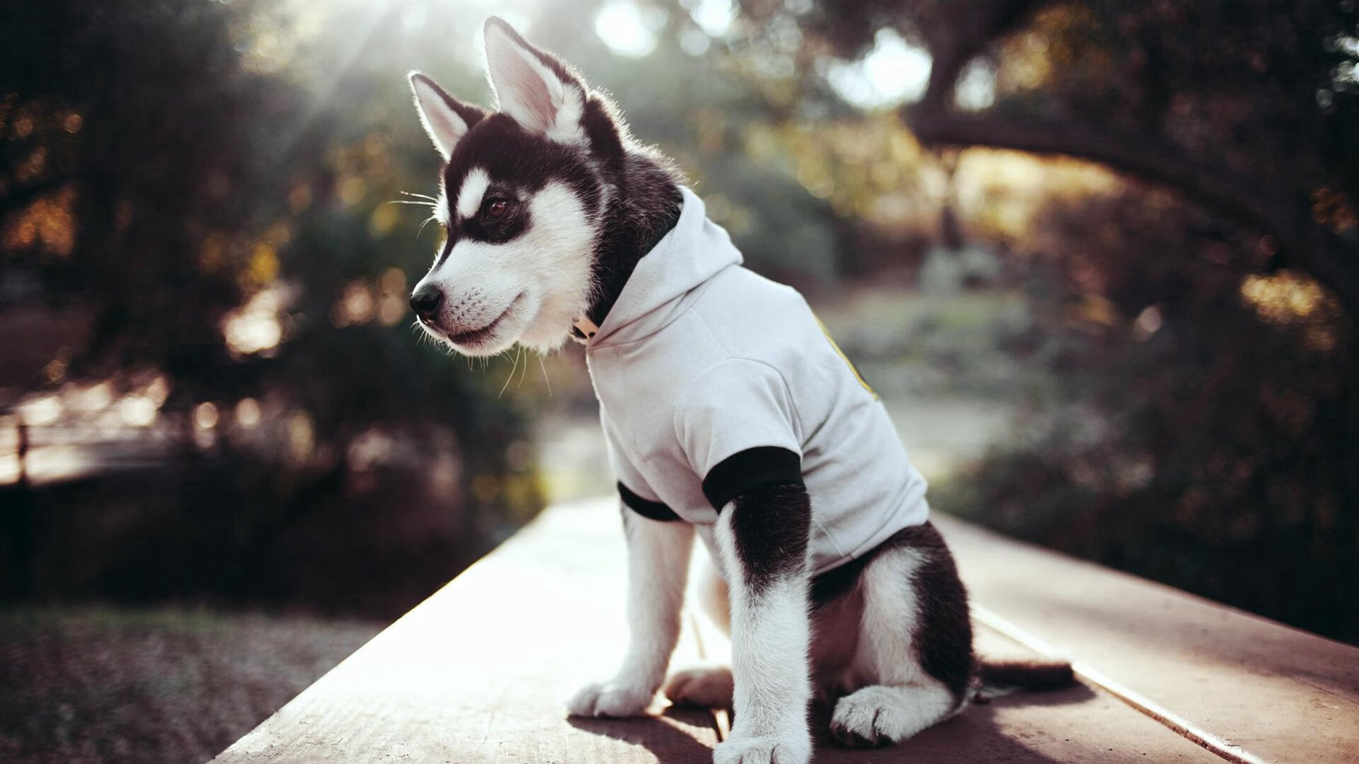 悬崖边的蓝黑战神，劳塔罗用统治级数据点燃世界排名争夺战