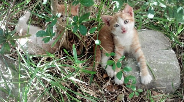 开云sport-托尼天神下凡！佛罗伦萨补时奇迹逆转伊拉克